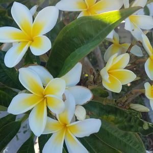 Meet your Posher, Seionala chistina